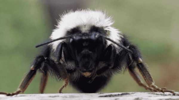 蜜蜂中大量黑蜂怎么办,蜜蜂中的大黑蜂太多了是怎么回事 