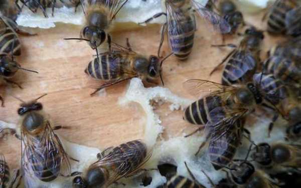 中蜂工蜂出房几天成为采集蜂
