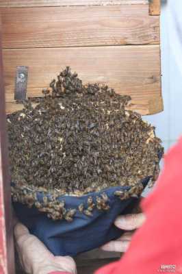 一窝蜜蜂割多少蜜（一窝蜜蜂一年可以分多少哇窝）