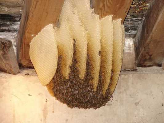 蜜蜂喜欢什么窝（蜜蜂喜欢在什么地方建巢）