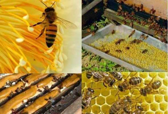  中蜂吃花粉有什么用「中蜂喂花粉浆好还是喂花粉好」