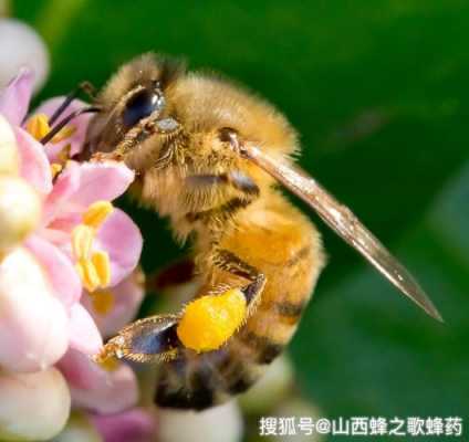  中蜂吃花粉有什么用「中蜂喂花粉浆好还是喂花粉好」