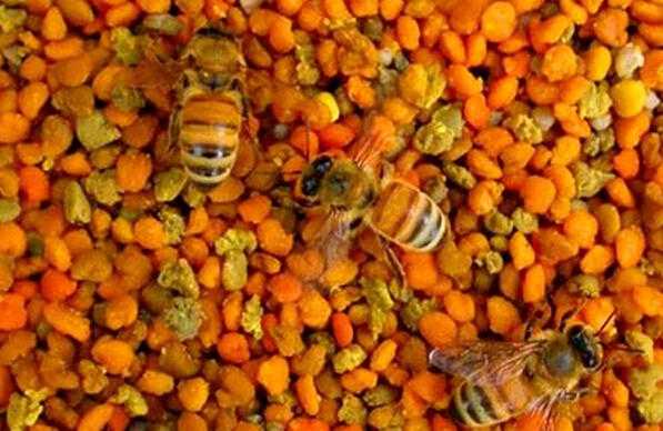  蜜蜂花粉该怎么吃「蜜蜂花粉的调配方法」