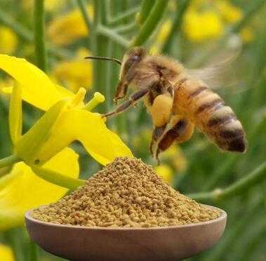  蜜蜂花粉该怎么吃「蜜蜂花粉的调配方法」
