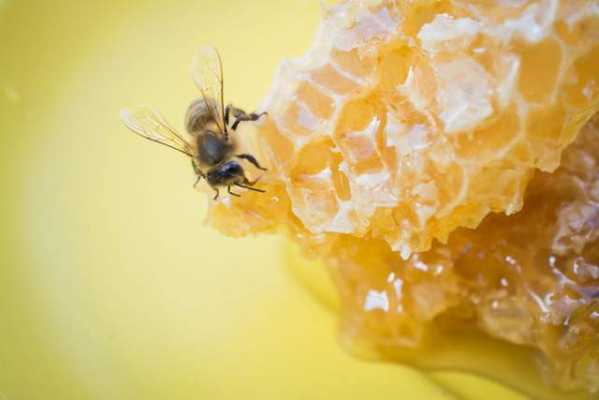 蜜蜂吃完了蜂蜜会走吗-蜜蜂吃了发酵的蜂蜜会怎么样