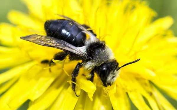 新疆有什么蜜蜂_新疆的蜜蜂种类