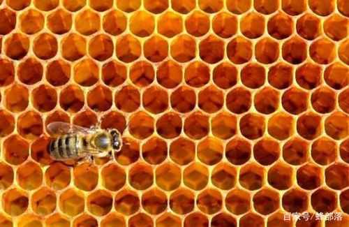 看蜂巢判断蜂的种类 怎么分辨蜂巢种类