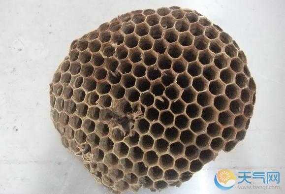 看蜂巢判断蜂的种类 怎么分辨蜂巢种类