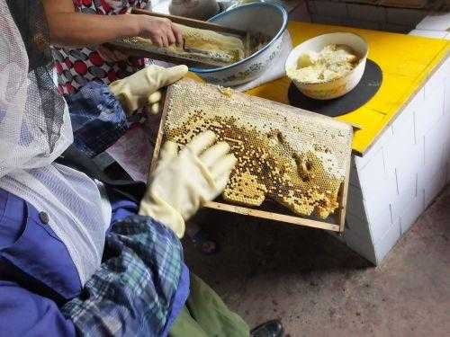 蜂蛹怎么提炼成蜂蜜（蜂蛹怎么磨成粉）