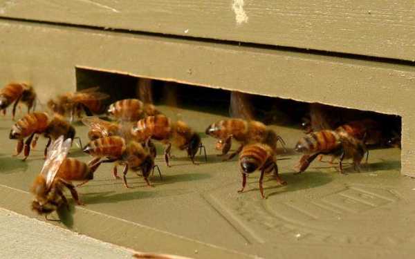 一群蜜蜂有多少只雄蜂-一群蜜蜂能产多少蜜