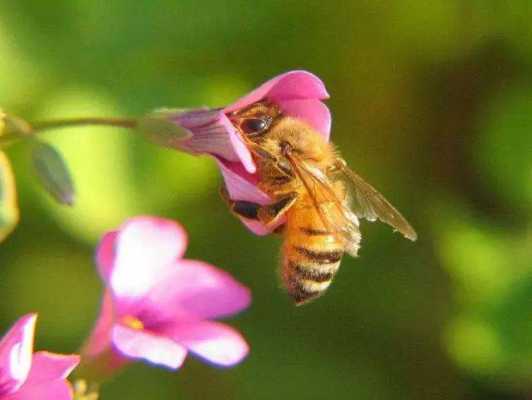 一只蜜蜂能采多少密（一只小蜜蜂一生能采多少蜜）