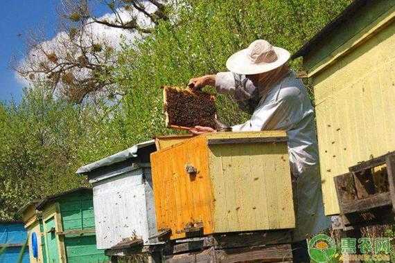 蜜蜂养殖为什么要转地（养蜂为什么要到处跑）