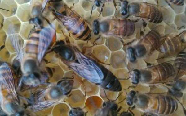 蜜蜂多少度就不繁殖了呀