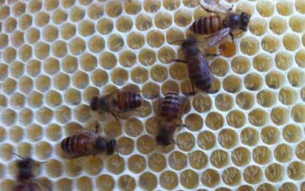 蜜蜂多少度就不繁殖了呀