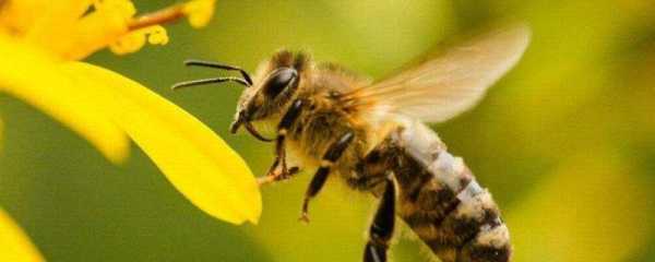 冬天蜜蜂什么时候才停产呢 冬天蜜蜂什么时候才停产