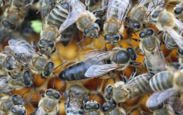 蜜蜂价格多少钱
