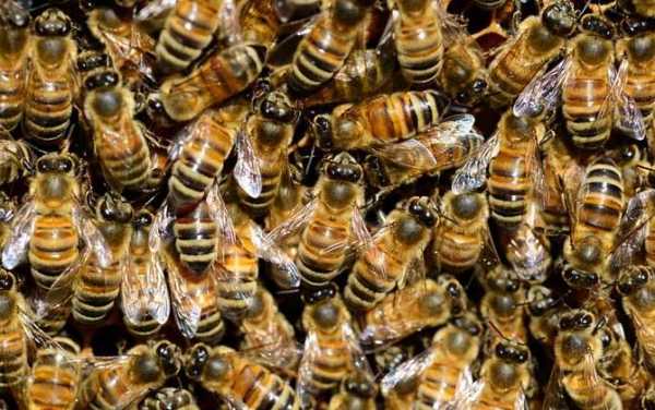 蜜蜂价格多少钱