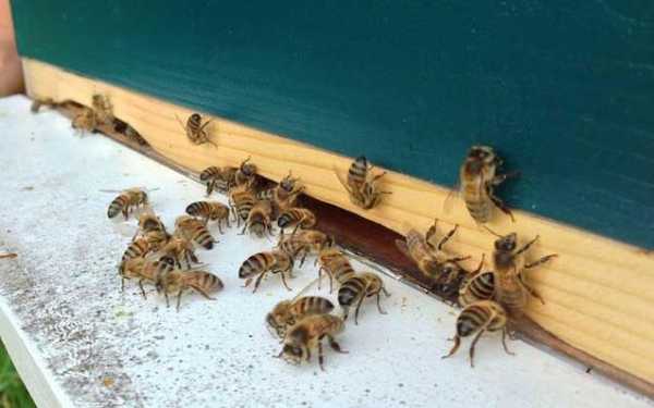 蜜蜂分群一般飞多远
