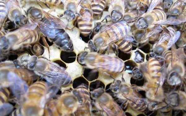 中蜂有什么特点-中蜂有什么气味