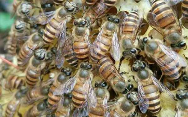 中蜂有什么特点-中蜂有什么气味