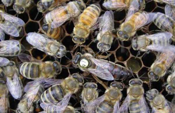 治蜂螨不伤蜂的方法