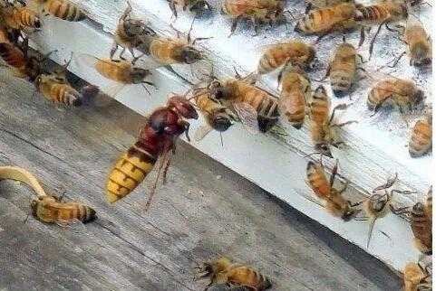 蜜蜂倒蜂是怎么一回事