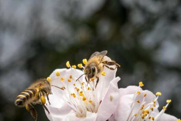 蜜蜂怎么味花粉_蜜蜂的花粉怎么用