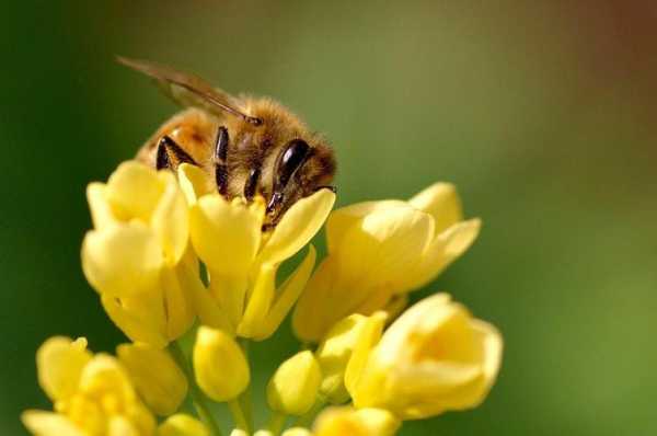 蜜蜂是什么采蜜的? 蜜蜂是什么怎么采蜜的