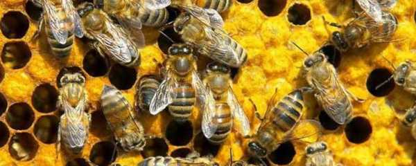 秋季怎么管理意蜂,意蜂怎样秋繁 