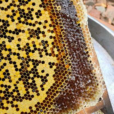 一群蜂产多少斤蜜（一群蜂产多少斤蜜糖）