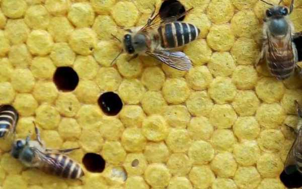 中蜂怎么不上脾,中蜂不上巢脾的原因 