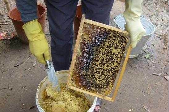 割土蜂蜜要注意什么,土蜂蜜割蜜 