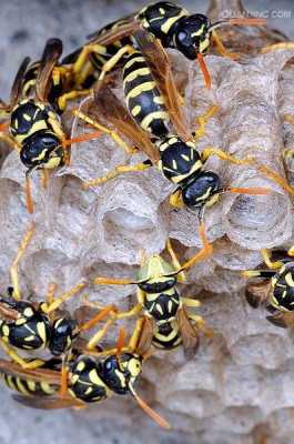 蜜蜂怎么防止黄蜂的侵入,怎么防止黄蜂在家里搭窝? 