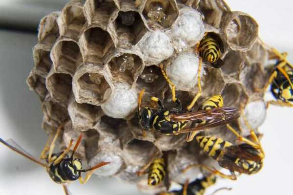 蜜蜂怎么防止黄蜂的侵入,怎么防止黄蜂在家里搭窝? 