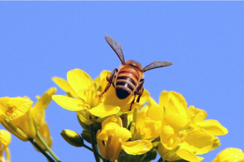  蜜蜂多少度出来采蜜「蜜蜂多少度才出来」