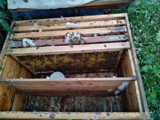 蜂箱多少蜜蜂进行加脾_蜂箱加脾加在哪个位置
