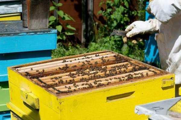 蜜蜂夏天怎么管-厦天怎么样管理蜂群