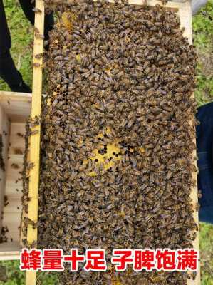 土蜜蜂出售要多少钱,土蜜蜂养殖 