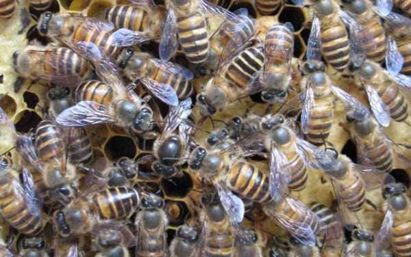 一箱中蜂一年产量-中蜂一箱能产多少蜜