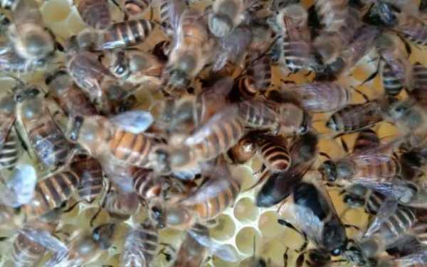 一箱中蜂一年产量-中蜂一箱能产多少蜜