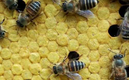 中蜂幼蜂出房后多少天采蜜_中蜂出房,几天才产卵