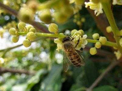 陇刺花蜂蜜有什么作用的简单介绍