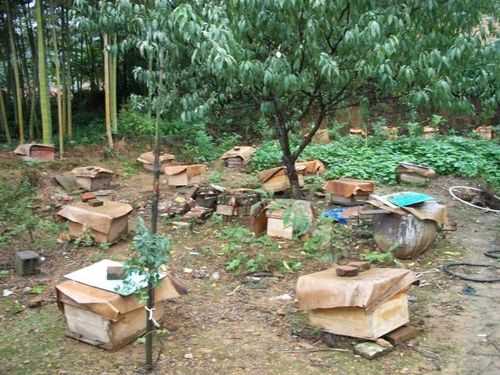 一箱蜂子能产多少蜂蜜 一桶蜂箱能产多少蜂蜜