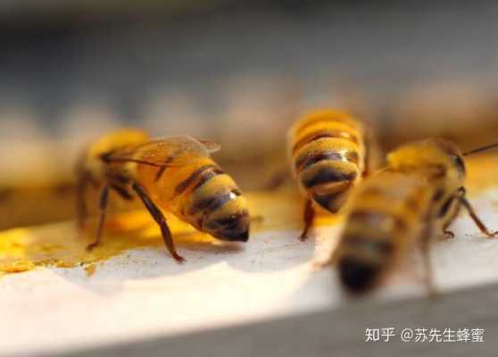 中蜂有多少雄蜂（中蜂有雄蜂就会分蜂吗）