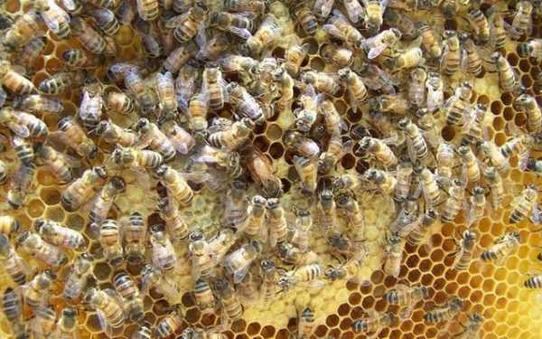 一箱蜜蜂的年产量是多少大概-一箱蜜蜂年成本是多少