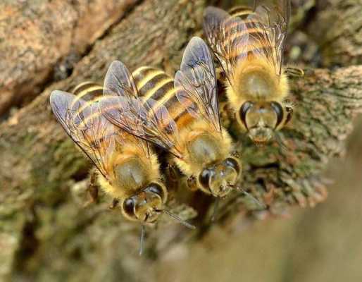 蜜蜂与其他昆虫有什么区别