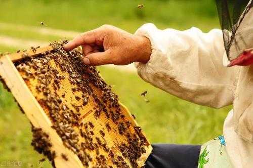 秋季温度多少度可以繁蜂（秋季温度多少度可以繁蜂养殖）