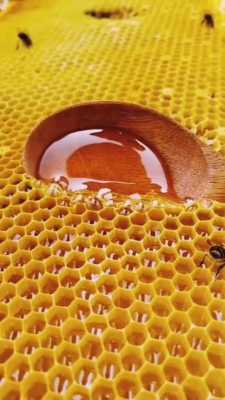  蜜蜂一天吃多少千克的蜜「蜜蜂一天吃多少千克的蜜糖」