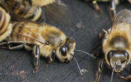蜜蜂翅膀图片-密蜂卷翅是什么病