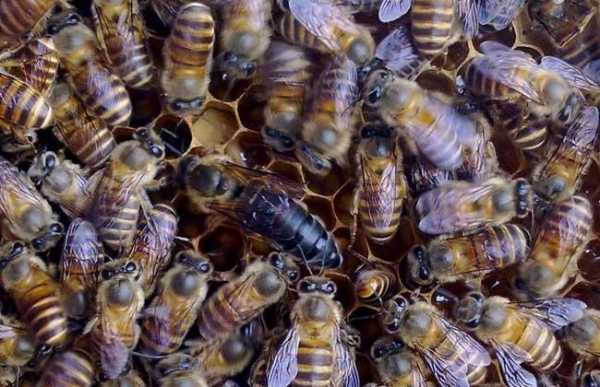 一箱蜂多少只蜜蜂 一箱蜂一次能要多少蜜